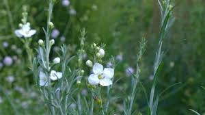 Image result for Gomphostigma