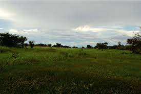 Image result for Dichapetalum rhodesicum