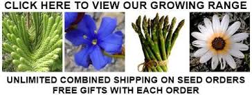 Image result for Allophylus natalensis