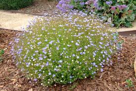 Image result for Felicia muricata