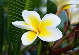Plumeria Flowers Plumeria Flowers Wonderful Flowers Flower Beauty
