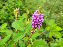 Image result for Uraria