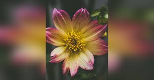 Get inspired by our community of talented artists. Theodosia Dodie White Smith Mcintyre Obituary Visitation Funeral Information