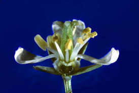 Image result for Resedaceae