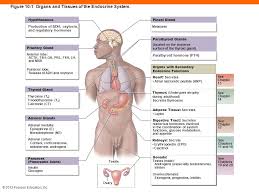 10 The Endocrine System Ppt Download