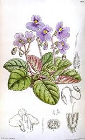 Image result for Streptocarpus hirticapsa