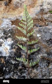 Image result for Cheilanthes