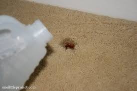 Instead, treat the stains with a solution of equal parts lemon juice and water, letting the mixture sit for a few minutes. How To Remove Rust Stains From Carpet