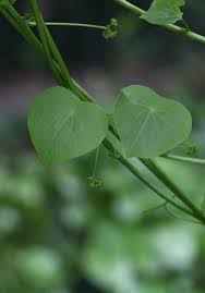 Image result for Stephania cyanantha