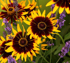 Check spelling or type a new query. Rudbeckia Hirta Solar Eclipse Black Eyed Susan Buy Online At Annie S Annuals