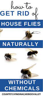 Natural Ways To Get Rid Of House Flies Get Rid Of Flies House Fly Infestation Natural Fly Trap