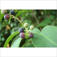 Image result for Embelia