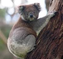 Drop bear - Wikipedia