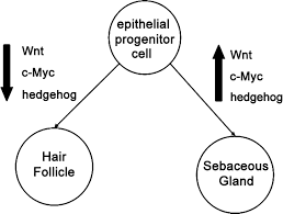 Thematic Review Series Skin Lipids Sebaceous Gland Lipids Friend Or Foe Journal Of Lipid Research