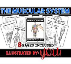Use the items in the key to correctly identify the. Muscular System Coloring Worksheets Teaching Resources Tpt