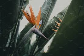 Bird Of Paradise Plant For Sale Near Me Tropical Strelitzia Flower Flowers Photography For Sale Tropical