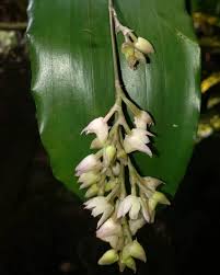 Image result for Polystachya cultriformis