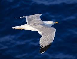 Image result for seagull