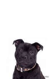 Dutchiz Dog Collars Poppy Stafford Puppy