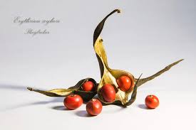 Image result for Erythrina zeyheri