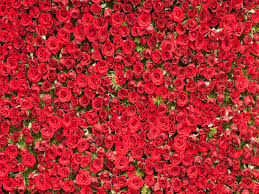 Pin On Wedding Backdrops