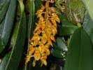 Image result for Bulbophyllum schimperianum