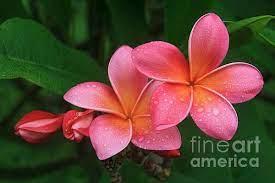 Keanae Maui Hawaii Na Lei Pua Melia Aloha He Ala Hei E Puia Mai Nei Hina Ma Lai Lena O Hawaii Signyourwor Plumeria Flowers Flowers Nature Beautiful Flowers
