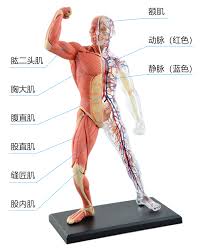 The chest is the area of origin for many of the body's systems as it houses organs such as the heart, esophagus, trachea, lungs, and thoracic diaphragm. Anatomy Assemble Whole Body Transparent Skeletal Vascular 1 6 Human Organs Anatomy Group Assembled Model Medical Teaching Aid Model Building Kits Aliexpress