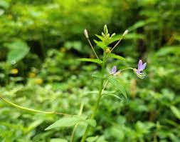 Image result for Cleome rutidosperma