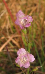 Image result for Cienfuegosia gerrardii