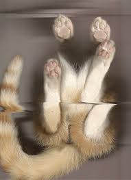 The Cat Scan Images Of Cats That Have Been Scanned In 2020 Cat Furry Cat Scan Cats