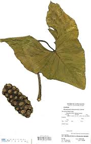 Image result for Montrichardia