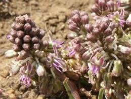 Image result for Ledebouria luteola