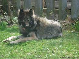 Check spelling or type a new query. Wolf Alaskan Malamute Wolf German Shepherd Husky Mix Pets Lovers