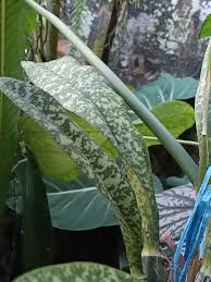 Image result for Orthoclada africana