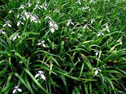 Cipura caerulea (ker gawl.) local common names. Photo Of The Entire Plant Of Walking Iris Neomarica Gracilis Posted By Admin Garden Org