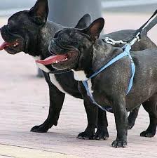 The bulldog was a national symbol, and it rankled many. Annjay French Bulldogs Malta Home Facebook