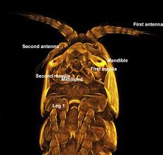 Furthermore, translating wordplay in a movie dialogue into subtitle is even more challenging as the translator is expected to produce translation throughout the process of translating a sl text, a translator is highly required to understand the content of the text to subsequently be able to produce. Class Copepoda Sciencedirect