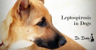 Leptospirosis In Dogs Dogs Leptospirosis Dogs Dog Doctor Dog Training Obedience