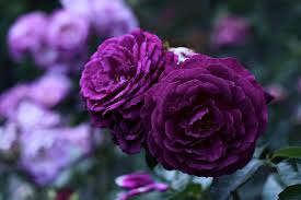 Check spelling or type a new query. Wallpaper 3840x2567 Px Flower Life Love Purple Rose Violet 3840x2567 Goodfon 1745907 Hd Wallpapers Wallhere