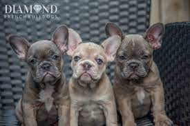 A practice known as designer dog breeding has risen in popularity over the last few decades and could help mitigate some of these health concerns by mixing french. About Diamond French Bulldogs