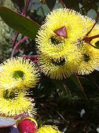 Bell Fruited Mallee Eucalyptus Preissiana Australian Flowers Australian Native Flowers Australian Plants