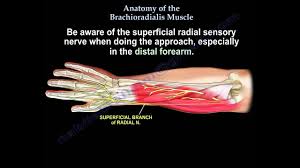 Pain, swelling, and redness of the forearm are the most commonsymptoms of the condition. Anatomy Of The Brachioradialis Muscle Everything You Need To Know Dr Nabil Ebraheim Youtube