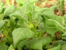 Image result for Tetragonia calycina