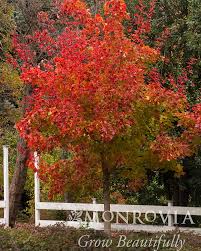 Autumn blaze maple is a fast growing, uniform habit hybrid between a silver maple and a red maple known its brilliant, fire red fall color. Autumn Blaze Maple For Sale At The Grass Pad