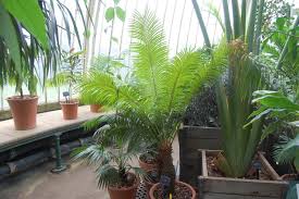 Image result for Cycas thouarsii