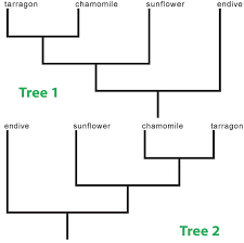 Phylogenetic Tree View Phylogenetic Tree Trees To Plant Tree
