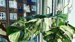 Cara Merawat Tanaman Variegata Monstera Deliciosa Ketahu Penyebab Daun Menguning Tribun Batam
