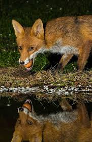 Black And Orange Fox Name Red Fox Eating An Orange Foxes Fox Cute Animals Cubs Cutie Wow Lol Gift Gifts Shirt Foxy Furry Animal Fuchs Fuchse Raposo Renard Volpe Animali