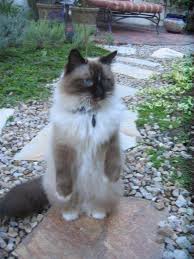 Anamcara ragdolls located in the heart of southern california in beautiful norco, ca. Ragdoll Cat Adoption Blaze Ragdoll Rescue Orange County California Floppycats